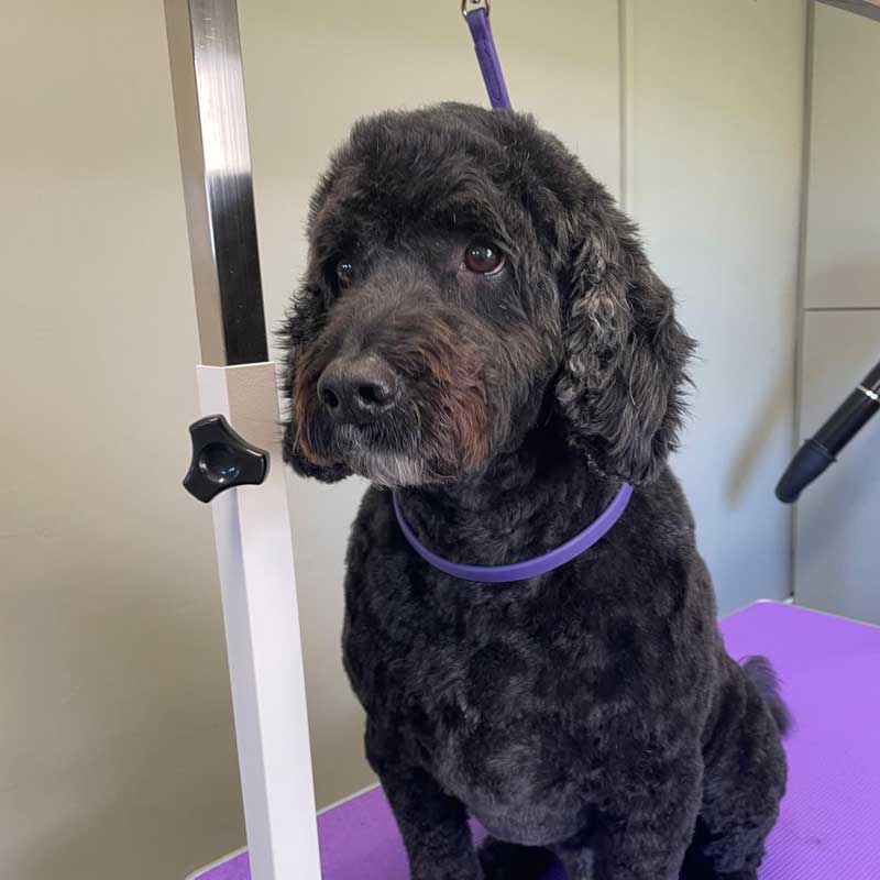 curly coat dog groom by Laura Field to Fabulous East Harling