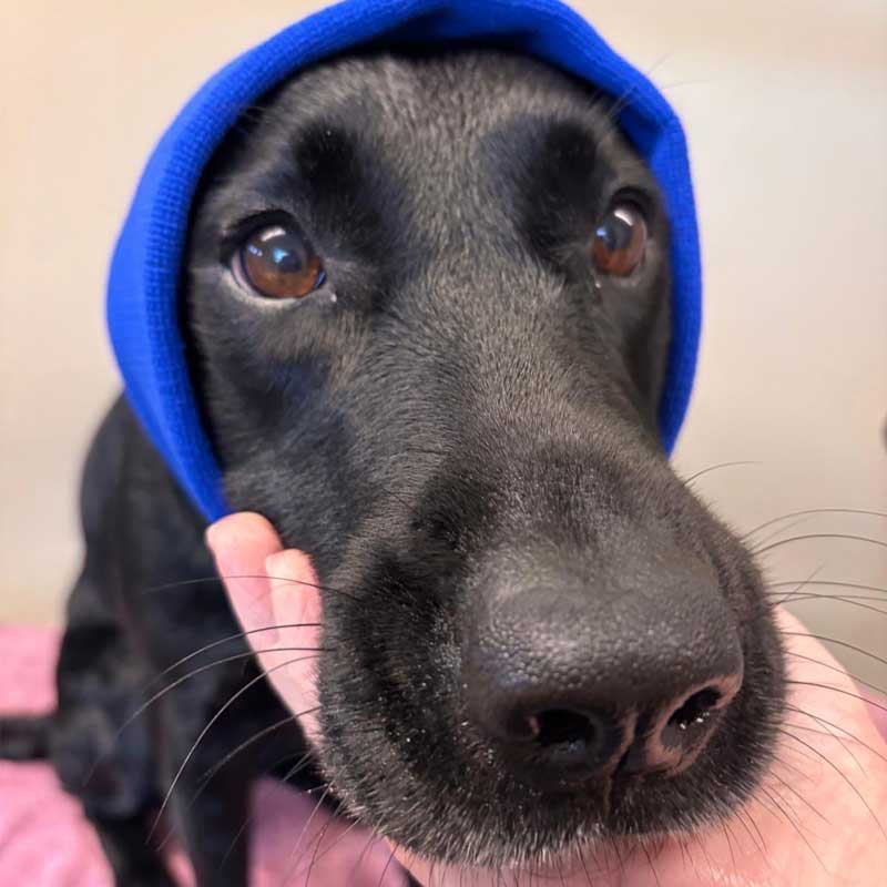 dog wearing ear protectors for groom East Harling Dog Groomers