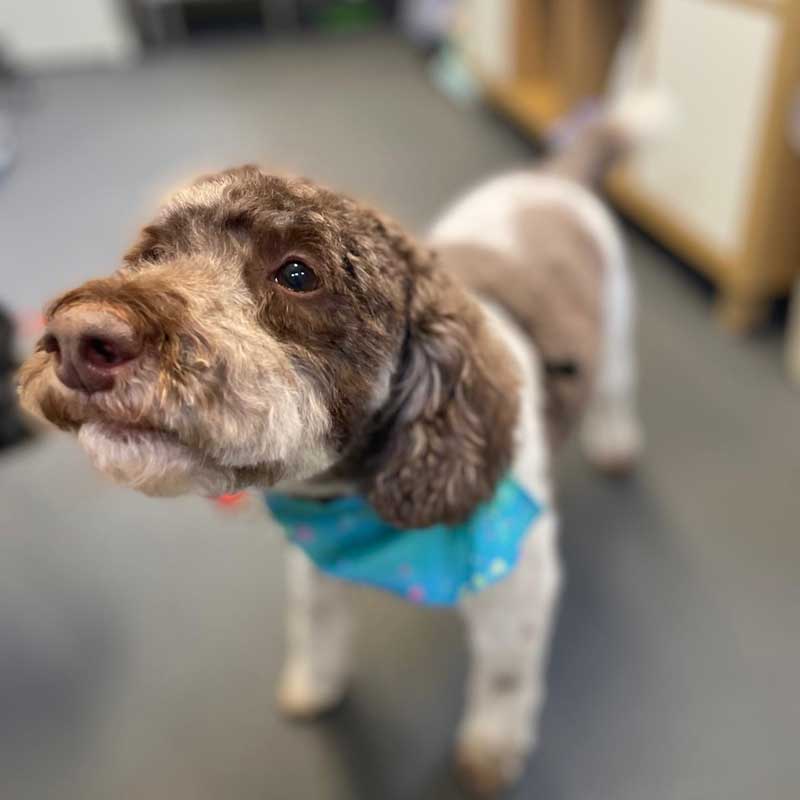 full dog groom by Laura at Field to Fabulous East Harling